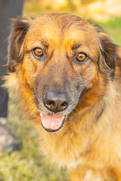 Gehorsamer erwachsener Rüde langhaariger Mischlingshund, der aus einem Tierheim adoptiert wurde und bei einem Outdoor-Training an einem Sommertag in Norditalien großartige Leistungen zeigte - Foto, Bild