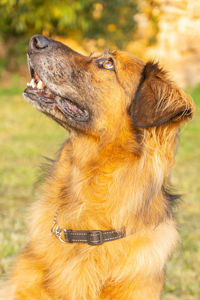 Υπάκουος ενήλικος αρσενικός μακρυμάλλης μικτής φυλής μεγάλου μεγέθους σκύλος που υιοθετήθηκε από ένα καταφύγιο που φαίνεται να εκτελεί μεγάλη κατά τη διάρκεια μιας εξάσκησης σε εξωτερικούς χώρους σε μια καλοκαιρινή ημέρα στη βόρεια Ιταλία - Φωτογραφία, εικόνα