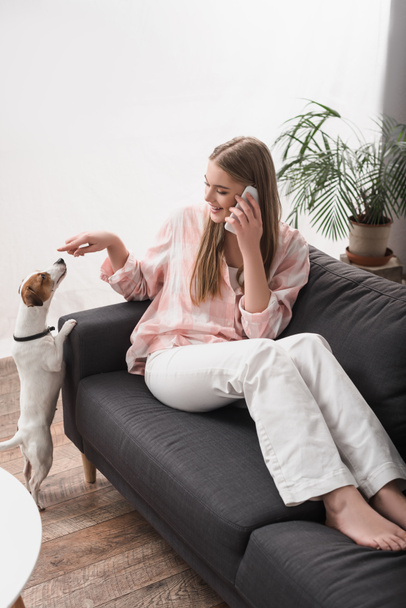 cheerful woman sitting on couch, playing with jack russell terrier and talking on smartphone - Valokuva, kuva