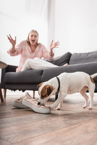Jack Russell Terrier δάγκωμα παπούτσια στο πάτωμα κοντά σοκαρισμένη γυναίκα ουρλιάζοντας σε θολή φόντο  - Φωτογραφία, εικόνα