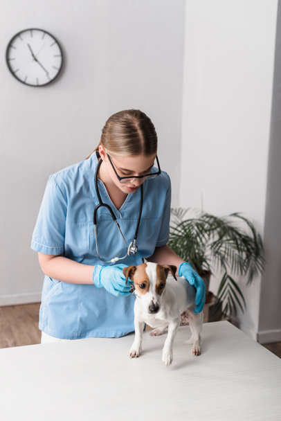 jovem veterinário em óculos e luvas de látex examinando jack russell terrier - Foto, Imagem