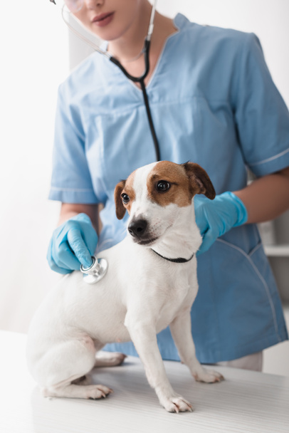 partial view of veterinarian in blue latex gloves examining jack russell terrier - Φωτογραφία, εικόνα
