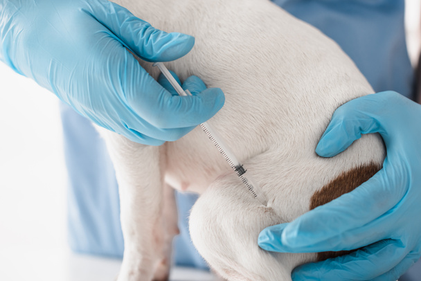 partial view of veterinarian in blue latex gloves injecting dog with vaccine  - Photo, Image