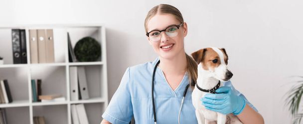 happy veterinarian in blue latex gloves looking at camera near jack russell terrier, banner - Foto, imagen