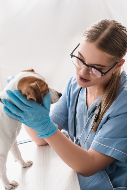 veterinario en gafas mirando jack russell terrier en escritorio - Foto, Imagen