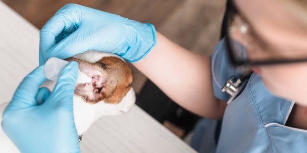 vétérinaire en gants de latex gouttes d'oreille goutte à goutte Jack Russell terrier, bannière - Photo, image