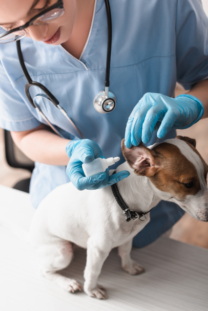 joven veterinario en guantes de látex goteo gotas de oreja a jack russell terrier  - Foto, imagen