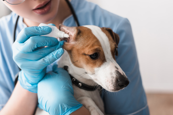 bijgesneden weergave van dierenarts in latex handschoenen druipend oor druppels aan jack russell terrier  - Foto, afbeelding