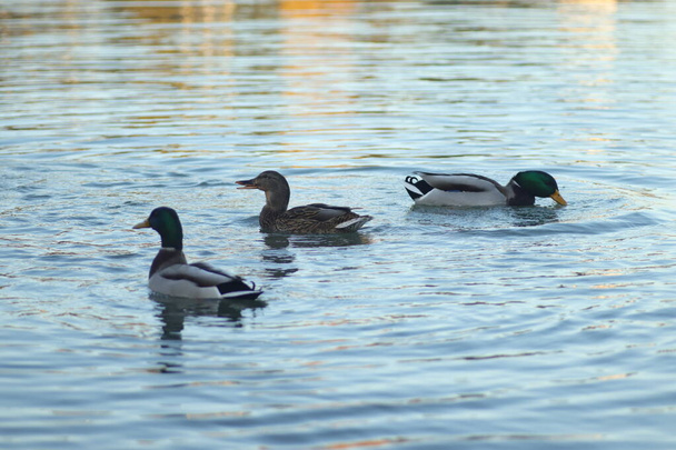 ducks swim in the lake on a sunny day - Foto, Imagem