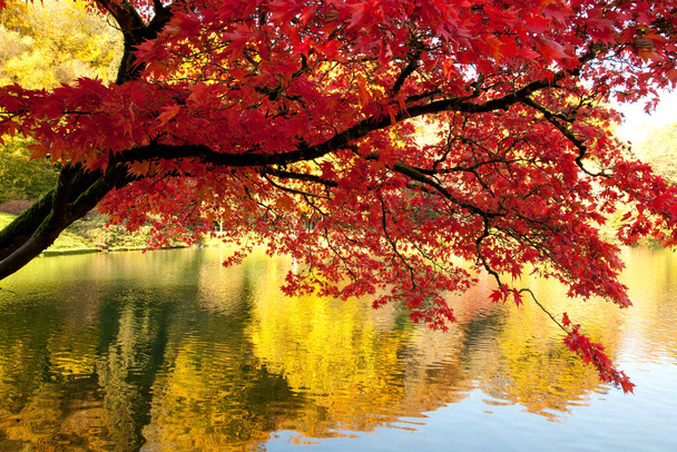 vivid red maple tree next to lake reflecting golden Autumnal trees - Photo, Image