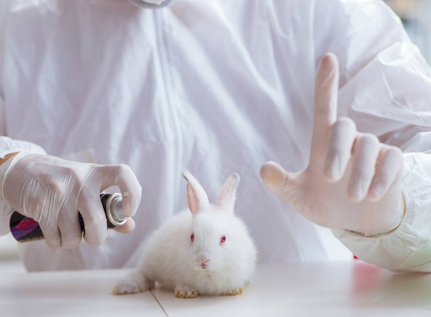 Científico haciendo experimentos con animales en laboratorio con conejo - Foto, Imagen