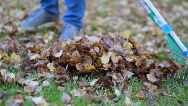 Gereblye lehullott levelekkel ősszel. Kertészkedés őszi szezonban. Gyepet takarítok a levelekről. Őszi munka a kertben. Közelről. Lassított felvétel - Felvétel, videó