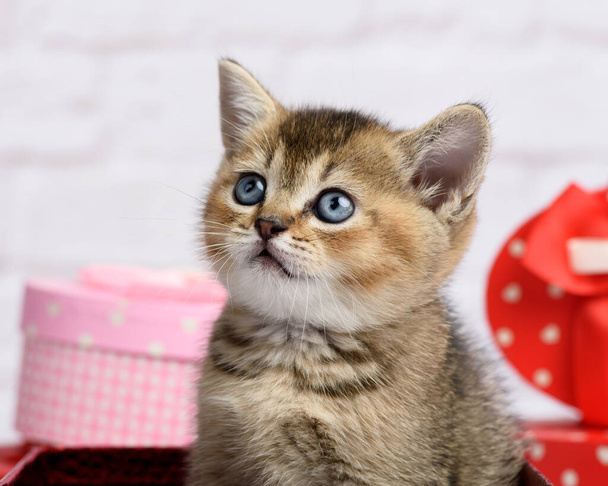 cute kitten Scottish golden chinchilla straight breed on a white background and boxes with gifts, festive background - 写真・画像