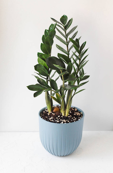 Zamioculcas Zamiifolia plant in blue flower pot stand white surface on a light background. Modern houseplants with Zamioculcas plant, minimal creative home decor concept.  - Fotó, kép