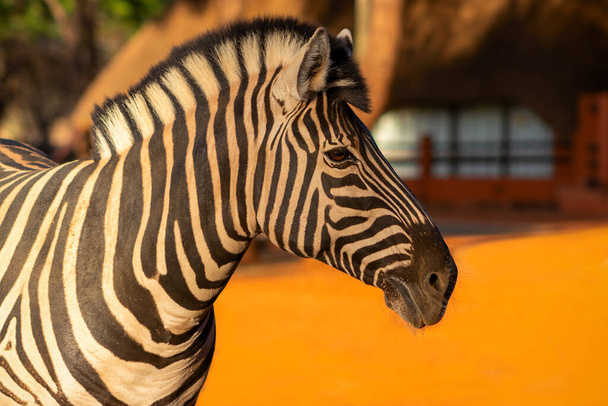 Gyönyörű képek afrikai zebráról a nemzeti parkban. Namíbia, Afrika - Fotó, kép