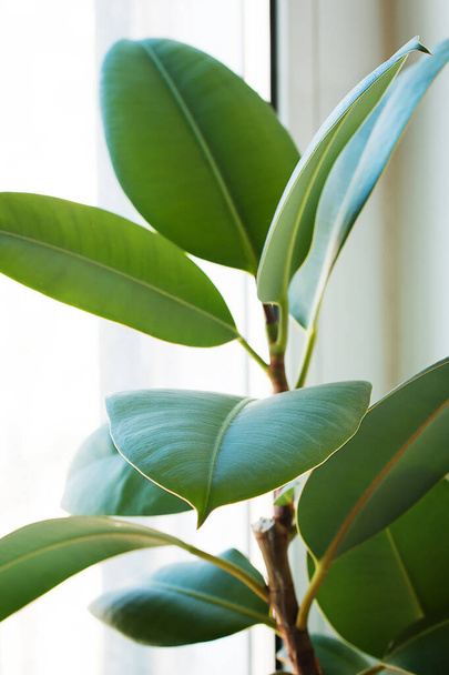 Ficus Elastica Leaf close-up op een witte achtergrond. Een Macro. Vooraanzicht.  - Foto, afbeelding