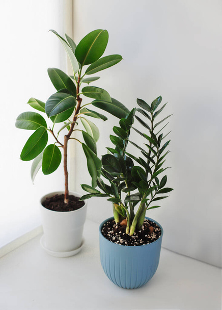 Ficus Elastica and Zamioculcas Zamiifolia on a white background. Top view.  - Photo, Image