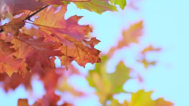 Ramo di quercia con foglie d'arancio nella foresta in autunno. Natura sfondo stagione fredda. vista da vicino. Filmati al rallentatore. Girato video. - Filmati, video