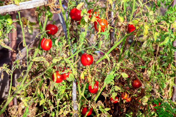 Sonbaharın sonlarında bahçede domates hasadı  - Fotoğraf, Görsel