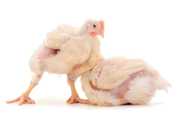Two chicken or young broiler chickens on isolated white background. - Foto, Bild