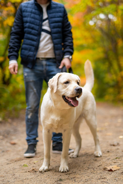 Cropped image of handsome young man with labrador retriever outdoors. Man in city park with a dog. Cynologist. - 写真・画像