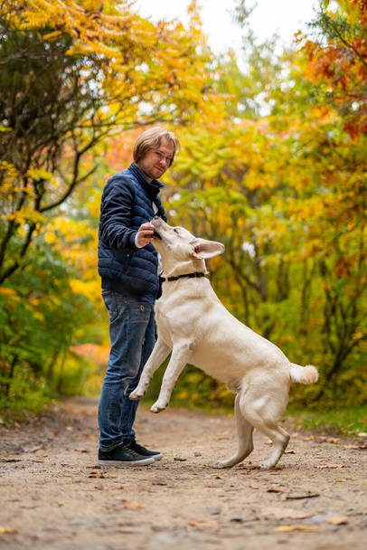 Retriver plays with owner in an autumn golden park. Handsome man with beautiful dog outdoors. - Fotoğraf, Görsel
