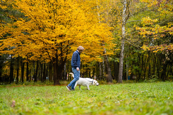 Retriever and man are running in park. Golden leaves on trees. Fabuluos autumn. - Foto, Imagem