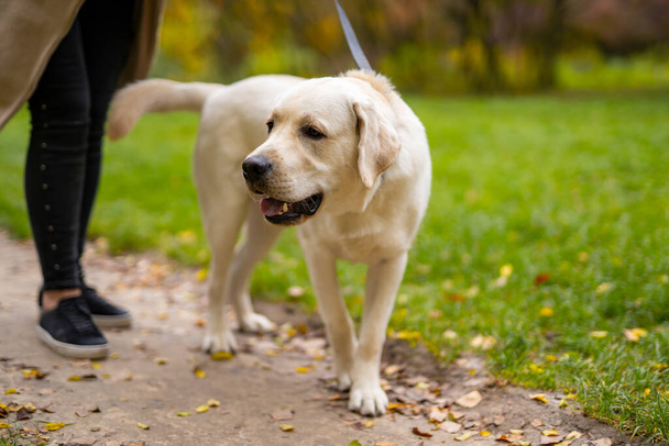 Beautiful big domestic dog with owner. White labrador walking in park in autumn. Best friend concept. - Fotoğraf, Görsel