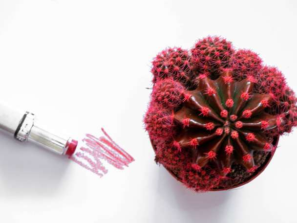 Rúzs alkotják szépség elmosódott és kaktuszok - Fotó, kép