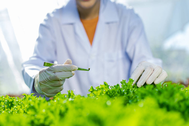 Scientists test the solution, Chemical inspection, Check freshness  at organic, hydroponic farm - Φωτογραφία, εικόνα