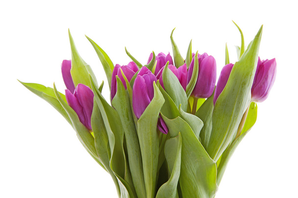 Pink Dutch tulips in closeup - Фото, изображение