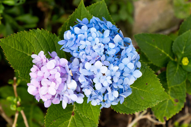 Couleur bleue et violette de la fleur Hydrengea avec fond de feuille verte - Photo, image