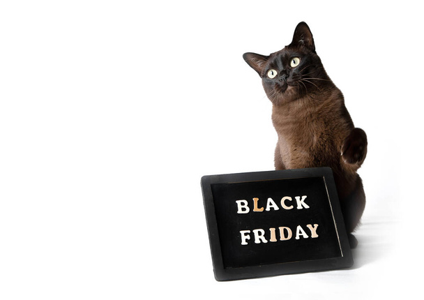 Young cat on white background.  Black friday - Foto, immagini
