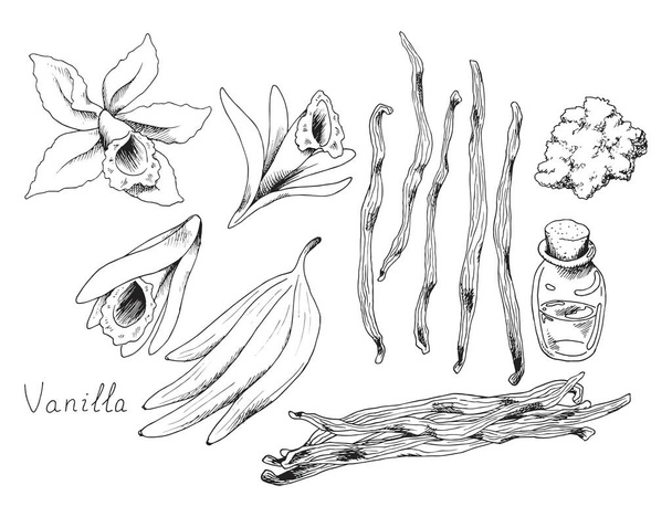 Vanilla. Plant pods. Blooming orchid flower. Fragrant oil in a bottle. Dry powder. Herb. Condiment for baking and cooking. Isolated clipart seton white background. Hand-drawn ink sketch. - Vektor, Bild
