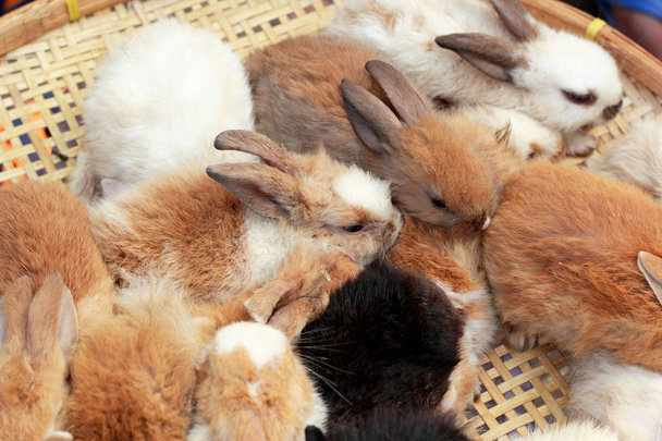Beaucoup de lapins à vendre
  - Photo, image