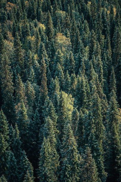 Las świerkowy pokryty pierwszym śniegiem - Zdjęcie, obraz