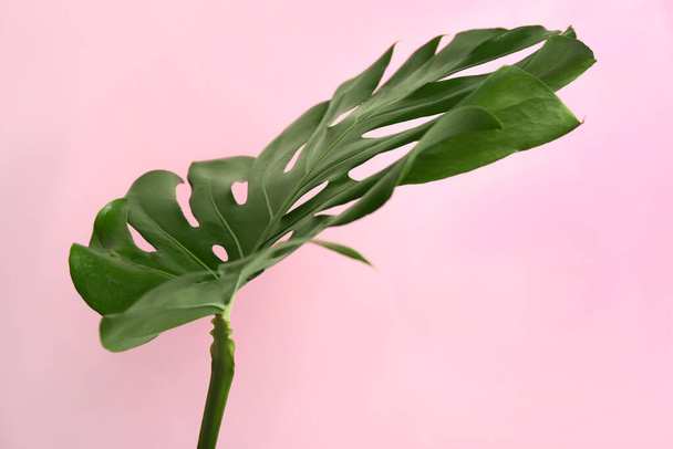 Beautiful monstera leaf on pink background. Tropical plant - Photo, Image