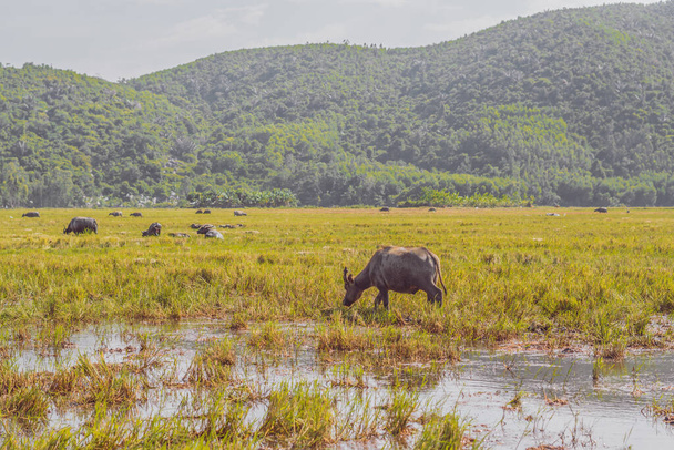 Water Buffalo Standing graze rice grass field meadow sun, forested mountains background, clear sky. Landscape scenery, beauty of nature animals concept late summer early autumn day - Φωτογραφία, εικόνα