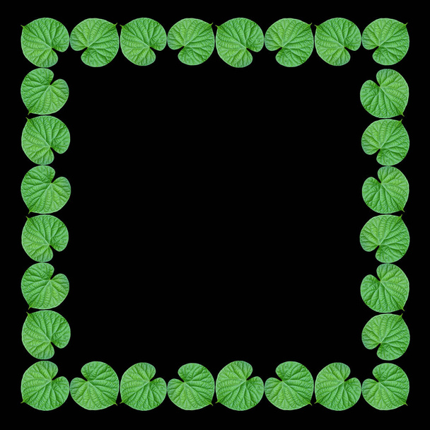 Green leaf frame on black background. - Foto, afbeelding
