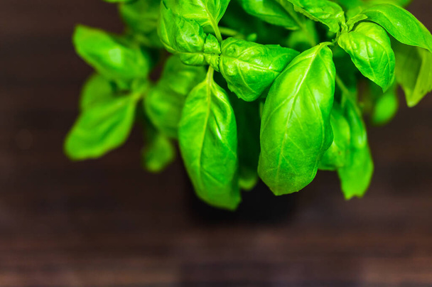A closeup of the green leaves of the basil plant growing in a pot in the kitchen - Zdjęcie, obraz