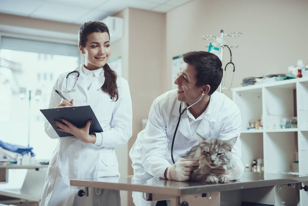 Friendly veterinarians examine cat and make notes. - Foto, afbeelding