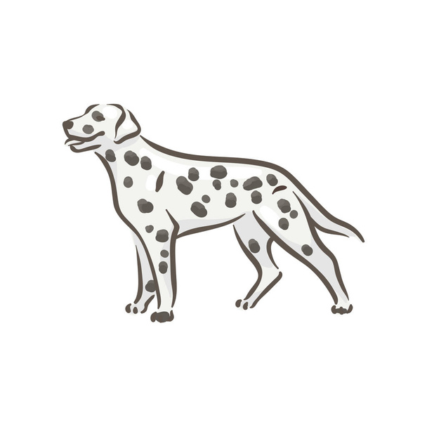 Netter Hund Dalmatiner Rasse Ahnentafel Vektor Illustration  - Vektor, Bild