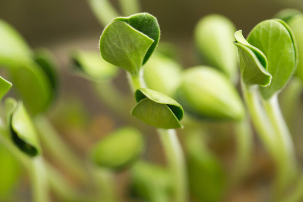 Pumpkin microgreens. Sprouting Microgreens. Seed Germination at home. Vegan and healthy eating concept. Sprouted pepita Seeds, Micro greens. Growing sprouts. Green living concept. Organic food - Photo, Image
