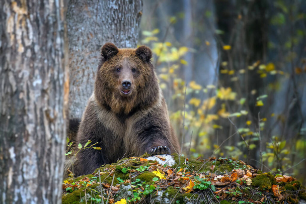 Κοντινό καφέ αρκουδάκι στο φθινόπωρο του δάσους. Επικίνδυνο ζώο στο φυσικό περιβάλλον. Μεγάλο θηλαστικό. Άγρια ζωή σκηνή - Φωτογραφία, εικόνα