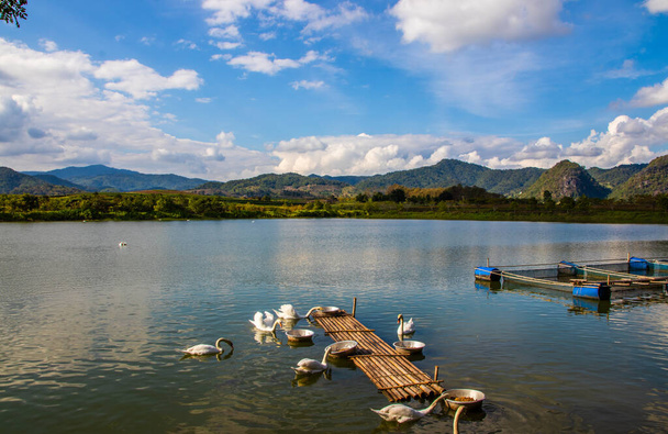 лебеди у озера в Чианграй Северный Таиланд Азия - Фото, изображение