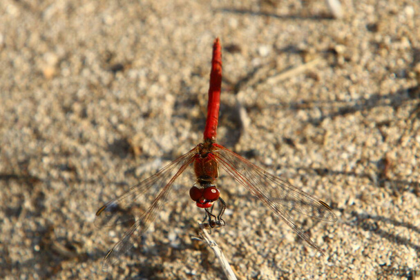 Dragonfly είναι ένα αρπακτικό έντομο με δύο ζεύγη των μεγάλων διαφανών φτερά  - Φωτογραφία, εικόνα