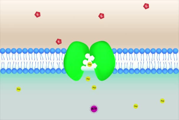 Sodium potassium pompe mécanisme animation
 - Séquence, vidéo