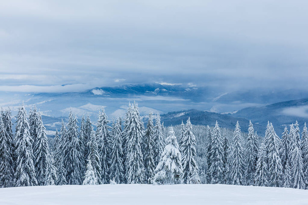 Arbres d'hiver en montagne recouverts de neige fraîche - Photo, image