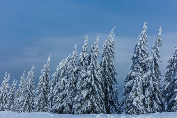 Winterbomen in bergen bedekt met verse sneeuw - Foto, afbeelding