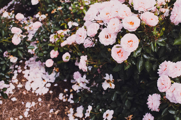 Ein heiteres und schönes Bild eines Pfingstrosengartens mit blassrosa blühenden Blumen. - Foto, Bild